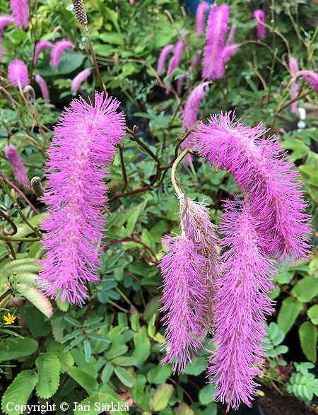 Sanguisorba hakusanensis 'Lilac Squirrel', komealuppio